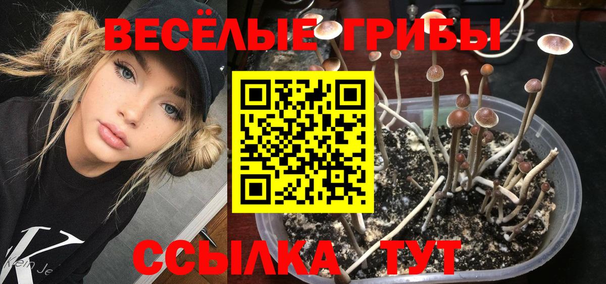 Галлюциногенные грибы Psilocybe Мурманск